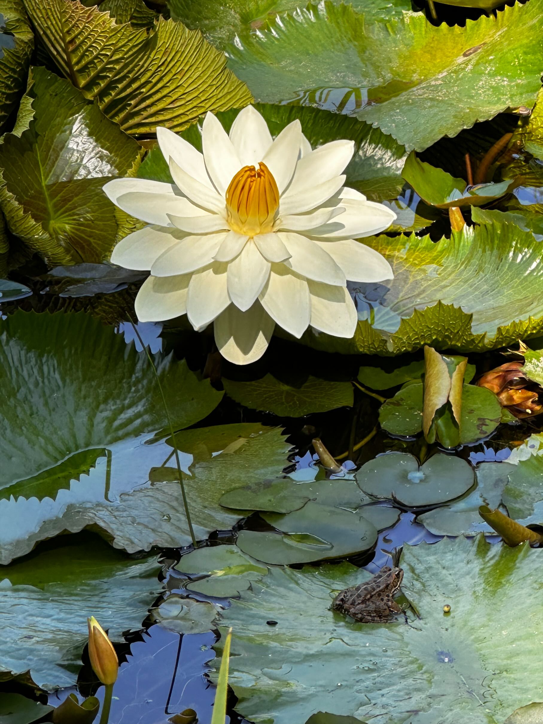 Imagen de contacto de Flor de Loto